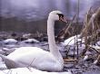 Close-Up Of A Swan by Bjorn Alander Limited Edition Print