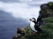 Side Profile Of A Puffin Perching On A Rock, South Iceland by Atli Mar Limited Edition Print
