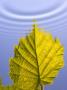 A Leaf Reflecting In Rippled Water by Anders Ekholm Limited Edition Print