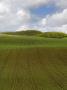 A Field In Halland, Sweden by Anders Ekholm Limited Edition Print