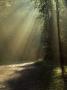 Sunbeams Falling Between Clusters Of Leaves In A Forest by Berndt-Joel Gunnarsson Limited Edition Print