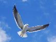 A Gull In Blue Sky by Berndt-Joel Gunnarsson Limited Edition Print