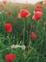 Poppies And Daffodils In A Field by Ann Eriksson Limited Edition Print