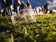 A Plastic Cup Lying In Grass by Gunnar Svanberg Skulasson Limited Edition Print