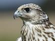 Close-Up Of A Hawk by Gunter Lenz Limited Edition Print