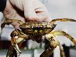 Close-Up Of A Hand Holding A Crab, Roervig Harbour, Denmark by Jakob Eskildsen Limited Edition Print