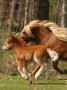 A Mare And Her Foal Running, Sweden by Jorgen Larsson Limited Edition Print