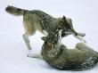 Two Wolves Fighting by Jorgen Larsson Limited Edition Pricing Art Print