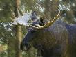 Moose (Alces Alces) Running In A Forest by Jorgen Larsson Limited Edition Print