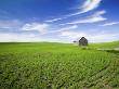 Spring Lentil Crop And Old Barn, Idaho, Usa by Terry Eggers Limited Edition Print