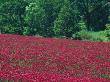 Field Of Crimson Clover, Wilsonville, Oregon, Usa by Julie Eggers Limited Edition Print