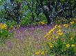 Hillside Of Arrowleaf Balsamroot And Purple Vetch Oregon, Usa by Julie Eggers Limited Edition Print