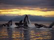 Humpback Whales Bubble-Feeding At Sunset, Chatham Strait, Alaska, Usa by Jon Cornforth Limited Edition Print