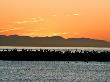 Pelicans At Sunrise, Santa Barbara by Eloise Patrick Limited Edition Print