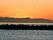 Pelicans At Sunrise, Santa Barbara by Eloise Patrick Limited Edition Pricing Art Print