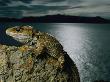 A Tuatara Clings To A Rock Near New Zealand's Shore by Frans Lanting Limited Edition Print