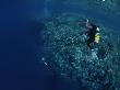 A Diver Descends A Coral Covered Wall Off Of Manado Tua by Tim Laman Limited Edition Print