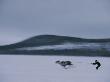 An Ethnic Sami Races A Reindeer Across The Snowy Tundra by Kenneth Garrett Limited Edition Print