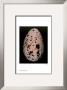 Egg I by Thaddeus Holownia Limited Edition Print