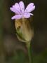 Flower Of Petrorhagia Dubia, Pink Grass, Hairypink, Or Wilding Pink by Stephen Sharnoff Limited Edition Print