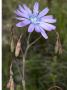 Flower And Buds Of Lactuca Perennis, Laitue Vivace, Or Blue Lettuce by Stephen Sharnoff Limited Edition Print