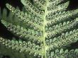 Close-Up Of The Underside Of A Dryopteris Fern Showing Spores by Stephen Sharnoff Limited Edition Print