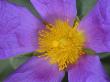 Close-Up Of A Purple And Yellow Cistus Or Rockrose by Stephen Sharnoff Limited Edition Print