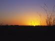 Sunset In The Sahara, With Silhouettes Of Grasses, Black Foreground by Stephen Sharnoff Limited Edition Pricing Art Print