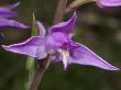 Cephalanthera Rubra, The Red Helleborine Orchid by Stephen Sharnoff Limited Edition Pricing Art Print