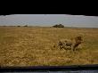 Male African Lion, Panthera Leo, Seen From The Joubert's Vehicle by Beverly Joubert Limited Edition Print