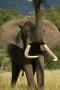 African Elephant With Trunk Raised, Soil Spilling From Clump Of Grass by Beverly Joubert Limited Edition Print