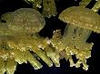Mastigias Papua Jellyfish Floating Underwater, Black Background by Stephen Sharnoff Limited Edition Print