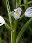 Cephalanthera Longifolia, The Sword-Leaved Helleborine, A Wild Orchid by Stephen Sharnoff Limited Edition Pricing Art Print