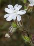 White Flower Of A Species Of Silene, A Campion Or Catchfly by Stephen Sharnoff Limited Edition Print