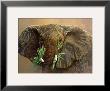 Tembo by Danielle Beck Limited Edition Pricing Art Print