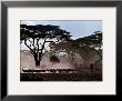 Amboseli, Kenya by Daniel Mottison Limited Edition Print