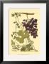 Grapes I by Johann Wilhelm Weinmann Limited Edition Print