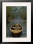The Old Lake by Carlos Casamayor Limited Edition Print