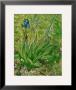 The Iris by Vincent Van Gogh Limited Edition Print