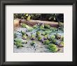 Parrots Of Rajasthan by Olivier Fã¶Llmi Limited Edition Print