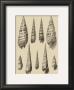 Shells On Khaki Ix by Denis Diderot Limited Edition Pricing Art Print