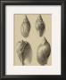 Shells On Khaki Xi by Denis Diderot Limited Edition Pricing Art Print