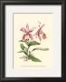 Pink Cattleya Orchid by Joy Waldman Limited Edition Pricing Art Print