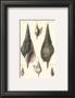 Sea Shells Iii by Denis Diderot Limited Edition Print