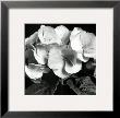 Hydrangea by Darlene Shiels Limited Edition Print