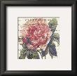 Carte Postale Rose Iii by Paula Scaletta Limited Edition Pricing Art Print