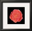 Rose by Joson Limited Edition Print
