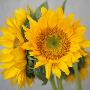 Sunny Sunflower Iii by Nicole Katano Limited Edition Pricing Art Print