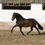 Bay Andalusian Stallion Trotting In Arena Yard, Osuna, Spain by Carol Walker Limited Edition Pricing Art Print