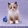 Persian Cross Kitten, Sitting by Jane Burton Limited Edition Pricing Art Print